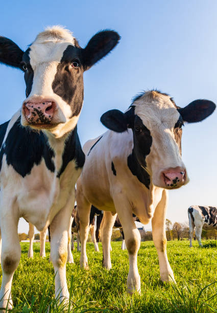 istock Holstein cows in the pasture 1055277244