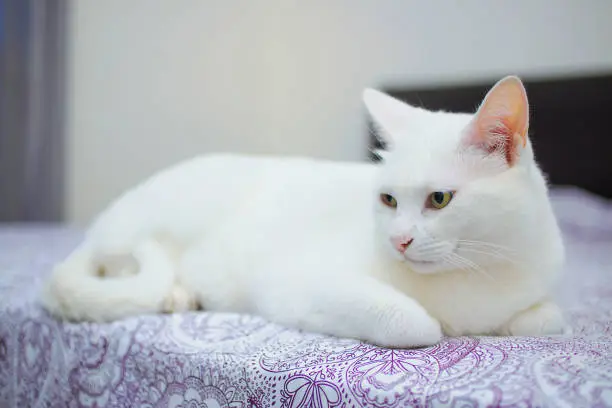 Photo of Cute White Cat lying on Bed