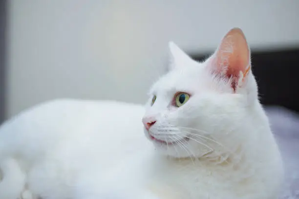 Photo of Cute White Cat lying on Bed