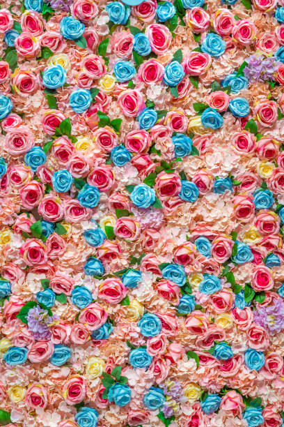 istock pink rose flower wall with for design background texture 1055278388