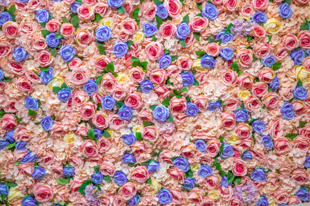 istock pink rose flower wall with for design background texture 1055279484