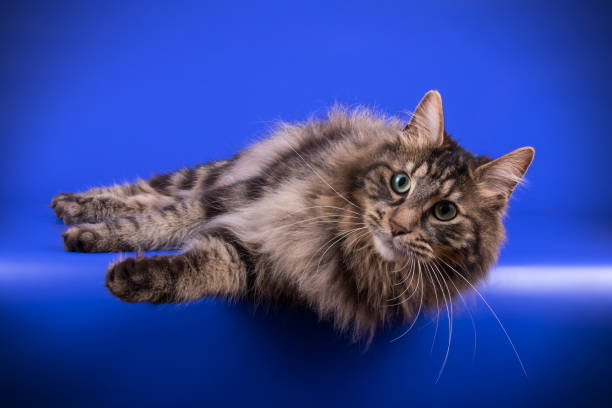 istock Kurilian bobtail cat on colored backgrounds 1055287170