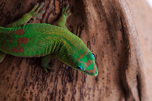 Phelsuma Laticauda