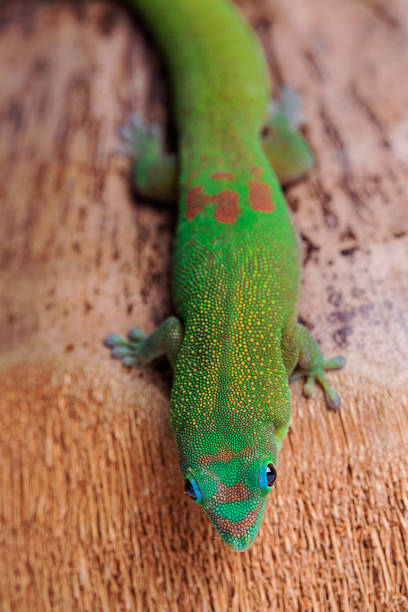 istock Gold Dust Day Gecko - Phelsuma Laticauda on coconut 1055288508