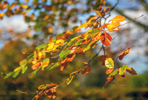 istock Fantastic vivid Autumn Leaf colors. 1055288602