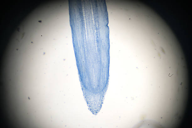 zea root, l.s. astuce sous microscopie optique - root tip photos et images de collection