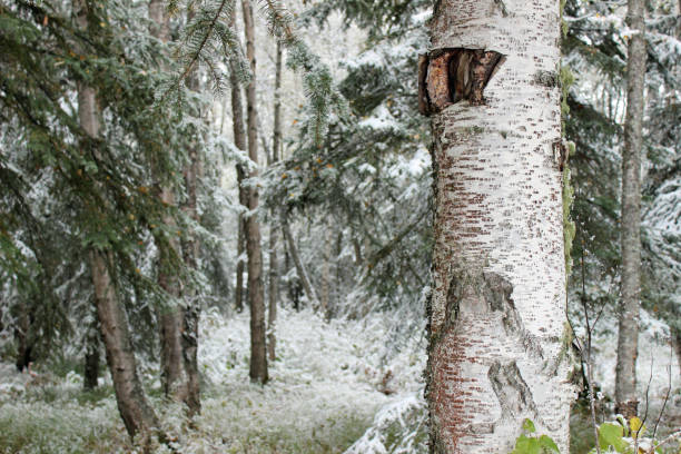 betulla e abete rosso di carta bianca, alaska innevata - betula papyrifera foto e immagini stock