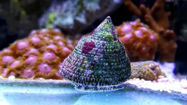 The Banded Trochus Snail is touted by aquarists of all experience levels for numerous reasons. Like other members of the Trochidae family, the Banded Trochus is easy to care for and very adept at working as your aquarium's cleanup crew