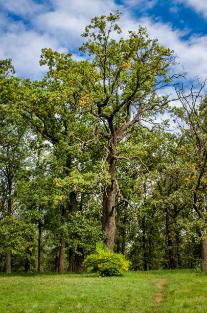 istock botanical park with a set of trees 1055292874
