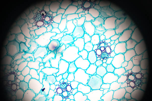 Pericycle Microscope 280+ Pericycle Photos Stock Photos, Pictures & Royalty-Free Images - iStock