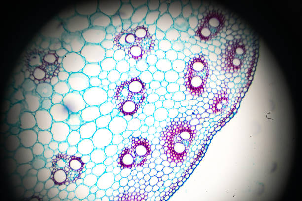Pericycle Microscope 280+ Pericycle Photos Stock Photos, Pictures & Royalty-Free Images - iStock