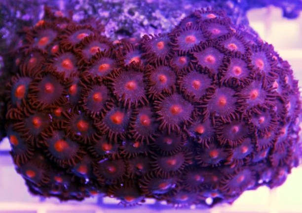 istock Colorful zoathus polyps colony in reef aquarium tank 1055293120