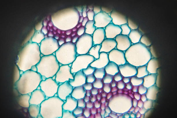 Pericycle Microscope 280+ Pericycle Photos Stock Photos, Pictures & Royalty-Free Images - iStock