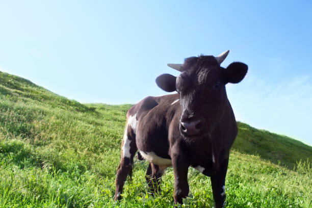 istock Cow pasturing on the meadow 1055295616