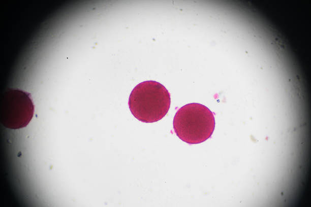 Pericycle Microscope 280+ Pericycle Photos Stock Photos, Pictures & Royalty-Free Images - iStock