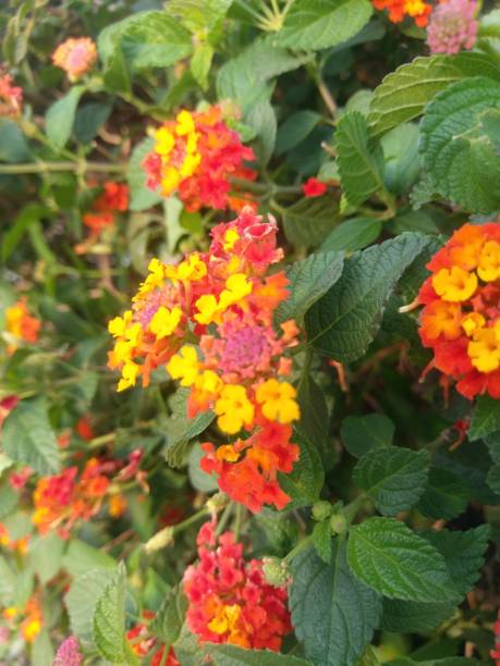 istock Beautiful Nature Outdoors 1055296774