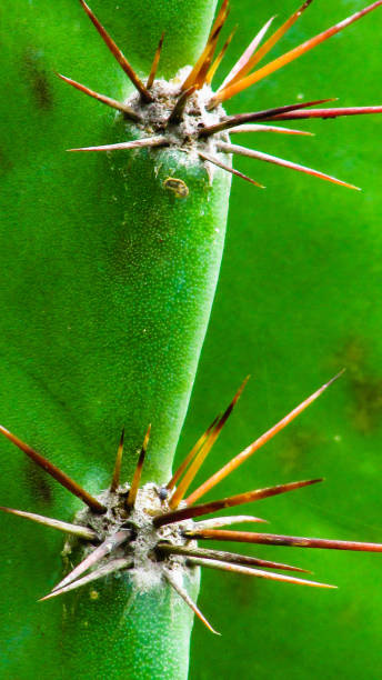 istock traditionally Brazilian cacti, mandacaru, 1055297464