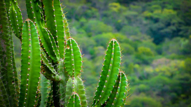 istock traditionally Brazilian cacti, mandacaru, 1055297478