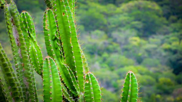 istock traditionally Brazilian cacti, mandacaru, 1055297524