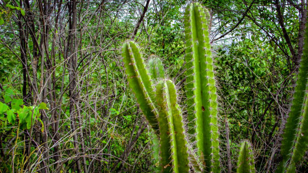 istock traditionally Brazilian cacti, mandacaru, 1055298666