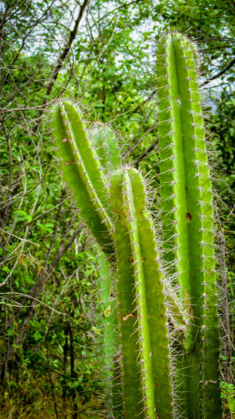 istock traditionally Brazilian cacti, mandacaru, 1055298720
