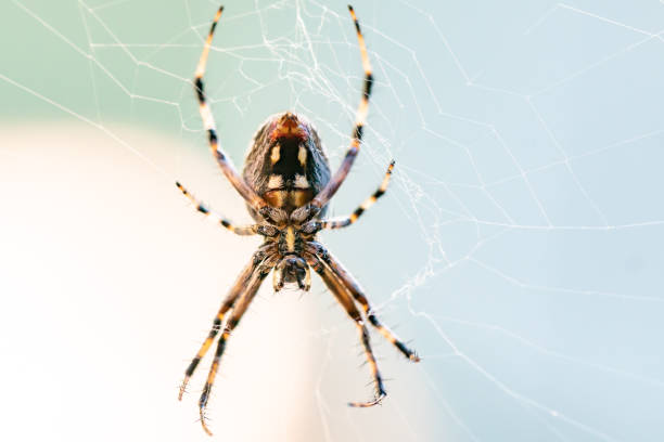 western spotted orb-weaver (neoscona oaxacensis) pająk siedzący w centrum jego sieci, w oczekiwaniu na zdobycz. - orb web spider zdjęcia i obrazy z banku zdjęć