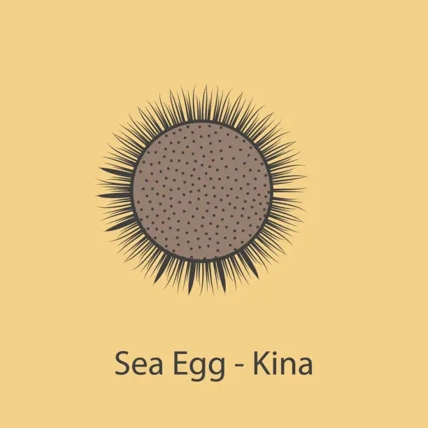 Vector illustration of sea egg kina 2 colored line icon. Simple element illustration. sea egg kina concept outline symbol design from fish set