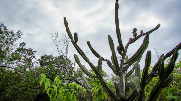 istock traditionally Brazilian cacti, mandacaru, 1055299242