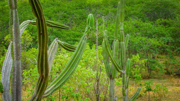 istock traditionally Brazilian cacti, 1055299960