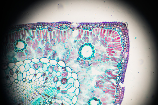 Pine Leaf C.S.under light microscopy