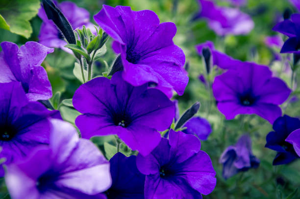 istock violet petunia at a park 1055303786