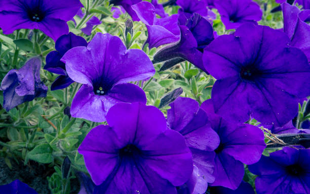 istock violet petunia at a park 1055304248