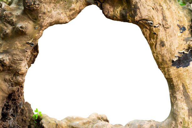 istock Big hole in the trunk making natural frame with white background 1055308290