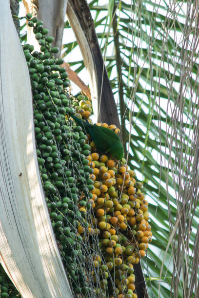 istock Birds , Green Parakeet (Brotogeris tirica) 1055316248