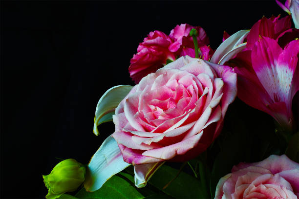 istock Beautiful Pink Rose 1055316382