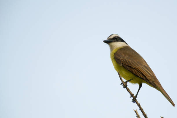 istock Birds , Well Te Vi (Pitangus sulphuratus) 1055316390