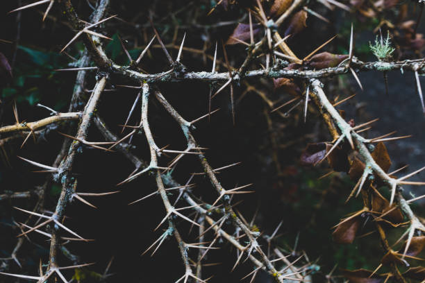 bunch of brown dry thorny branches - sharp imagens e fotografias de stock
