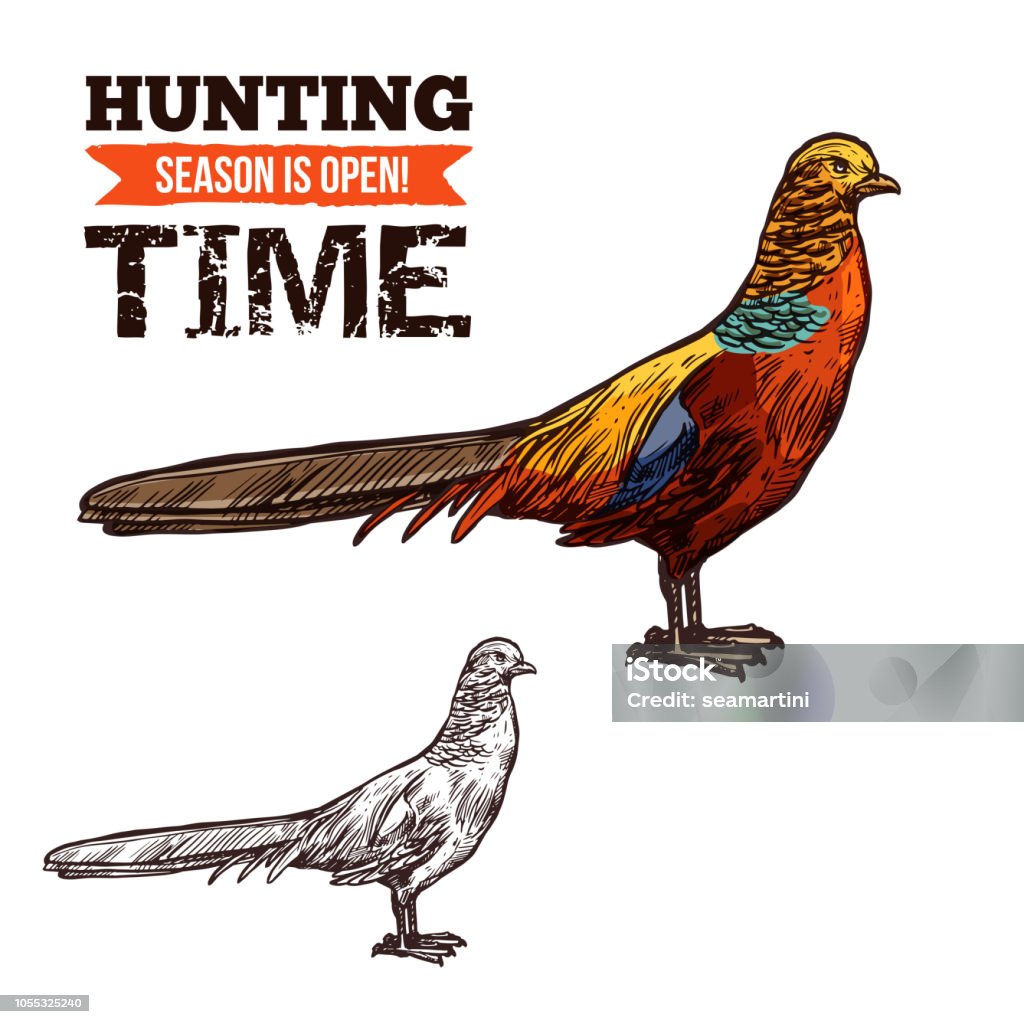 Pheasant wild bird, vector sketch Pheasant bird colorful vector sketch, hunter society or hunt club design. Vector isolated wild forest Pheasant, bird hunt adventure Pheasant - Bird stock vector