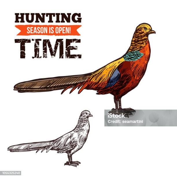 Pheasant Wild Bird Vector Sketch Stock Illustration - Download Image Now - Pheasant - Bird, Illustration, Adventure