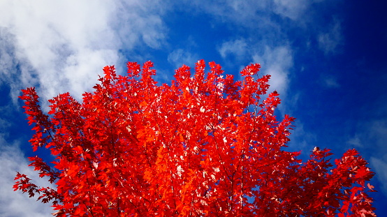 Red deciduous tree in autumn in a bright blue sky