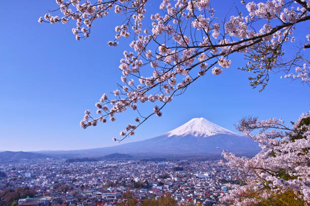 istock Mount Fuji and cherry blossoms 1055325636