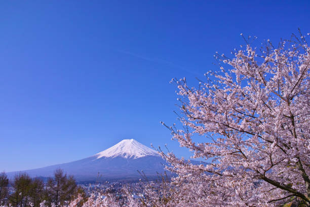 istock Mount Fuji and cherry blossoms 1055325718