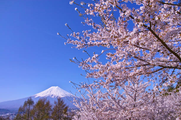 istock Mount Fuji and cherry blossoms 1055325734
