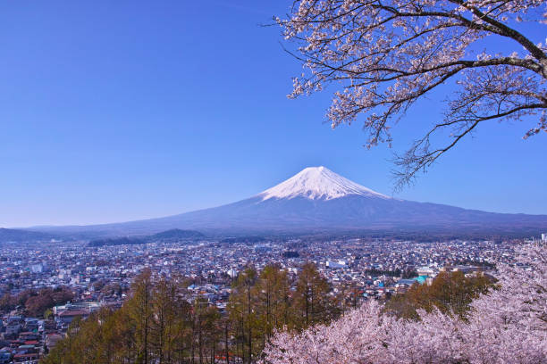 istock Mount Fuji and cherry blossoms 1055325766