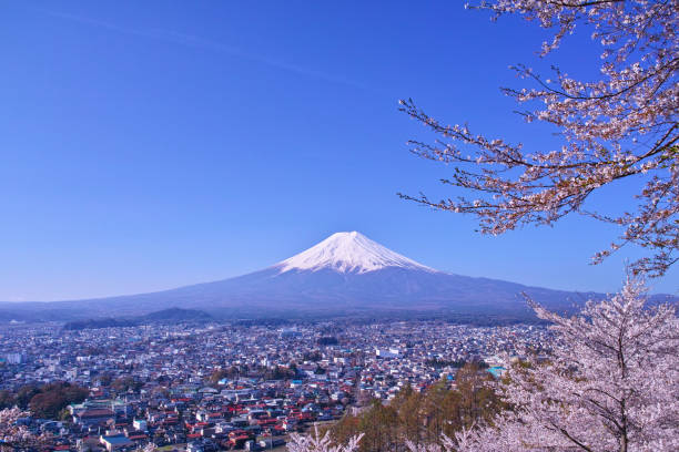 istock Mount Fuji and cherry blossoms 1055325830