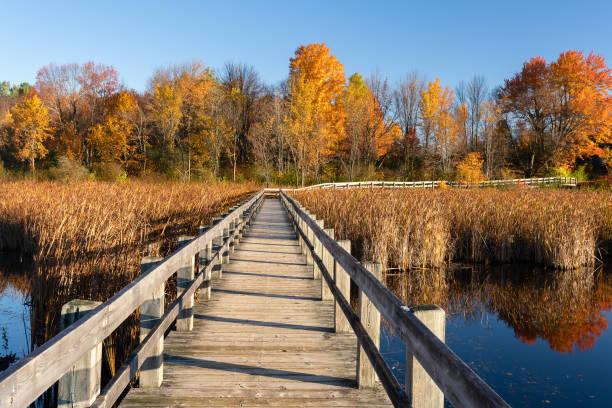 fall colors in ottawa, canada - ncc imagens e fotografias de stock