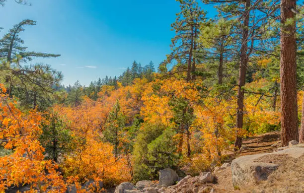 Photo of San Bernardino Mountains at Arrowbear in Autumn (P)