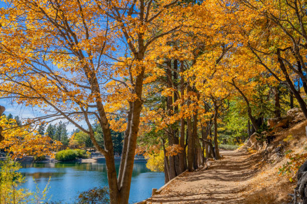 istock San Bernardino County with autumn backit oak tree forest at Green Valley Lake , Ca 1055340900