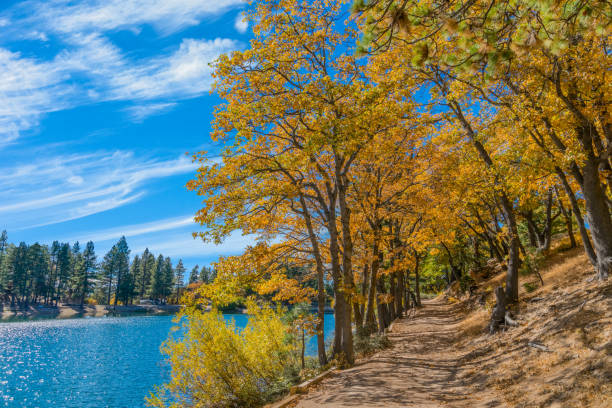 istock San Bernardino County with autumn backit oak tree forest at Green Valley Lake , Ca 1055340908