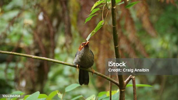 Red Black Green Bird In Kinabalu National Park Stock Photo - Download Image Now - Activity, Animal Wildlife, Beauty